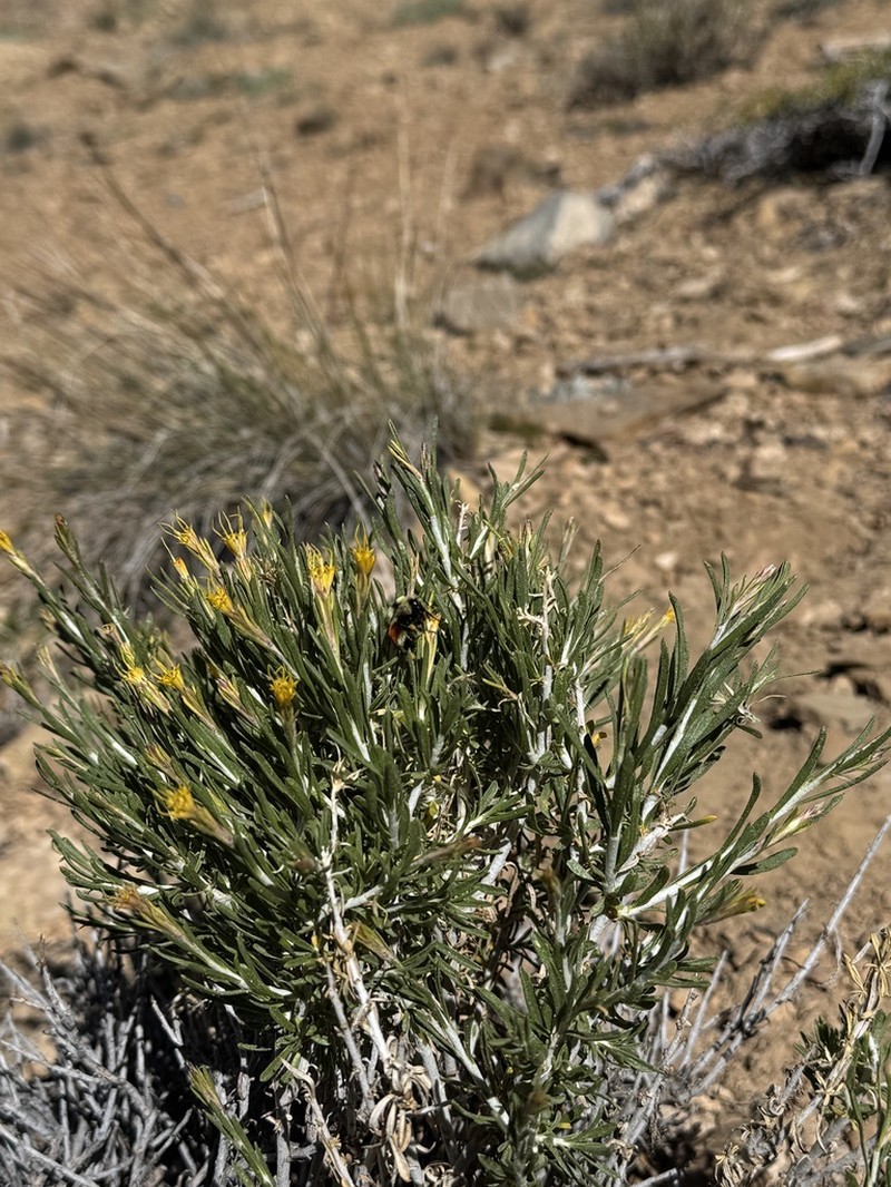 Ericameria parryi var. aspera photo 2