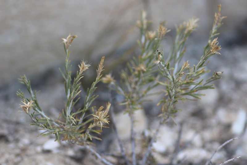 Ericameria parryi var. aspera photo 3
