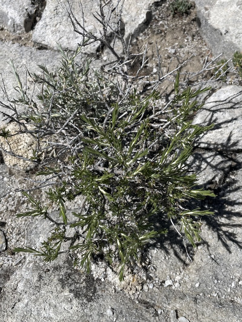 Ericameria parryi var. aspera photo 4