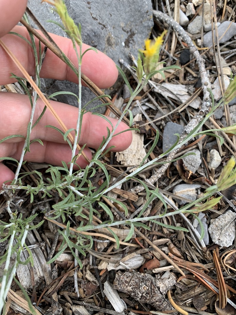 Ericameria parryi var. aspera photo 5