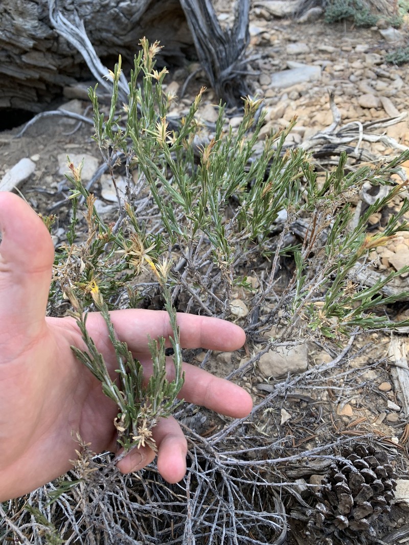 Ericameria parryi var. aspera photo 6