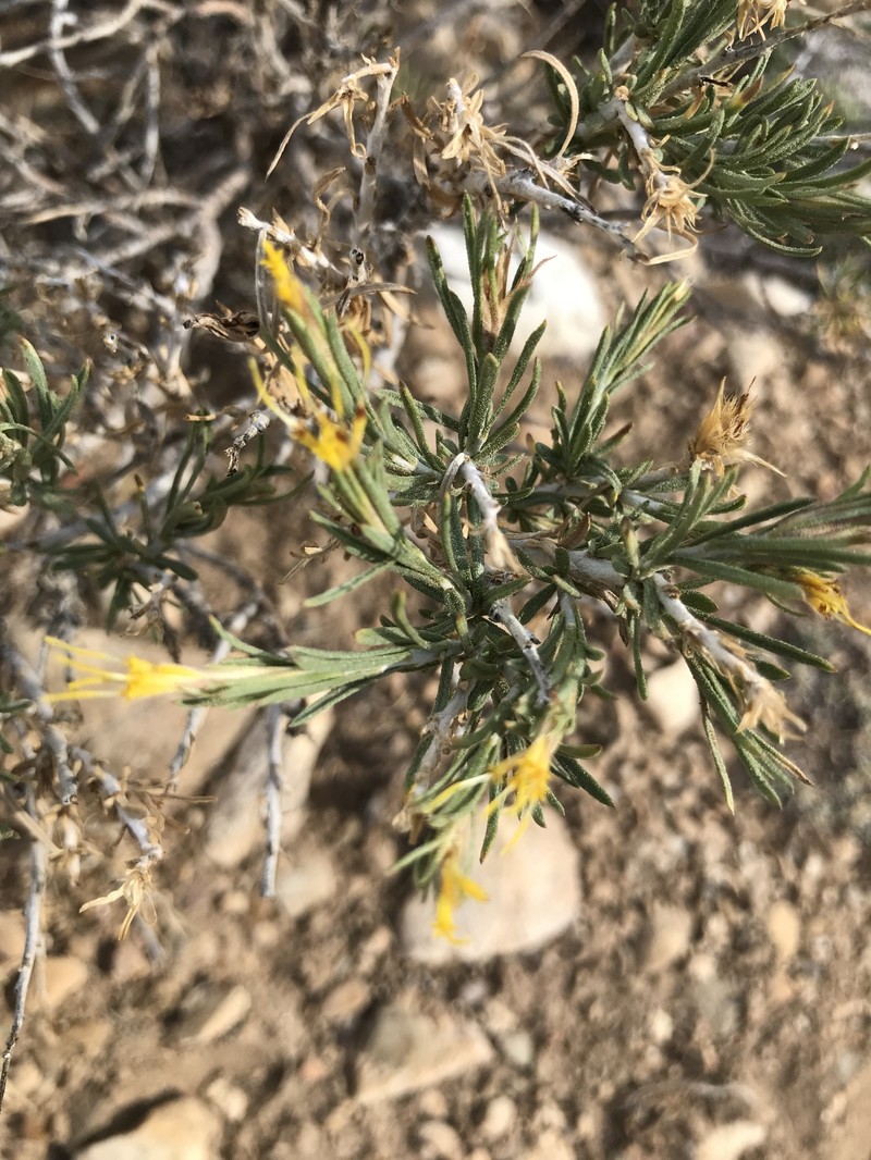 Ericameria parryi var. aspera photo 7