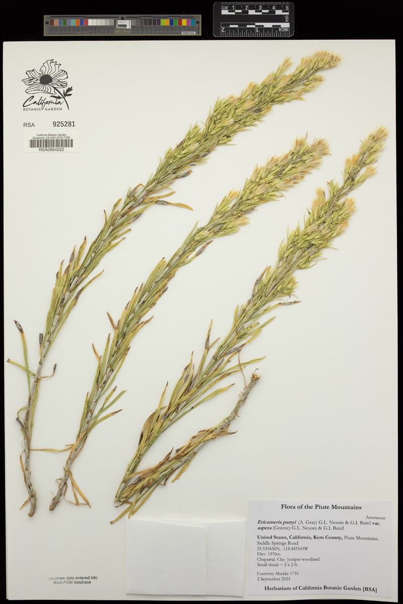 Ericameria parryi var. aspera photo 8