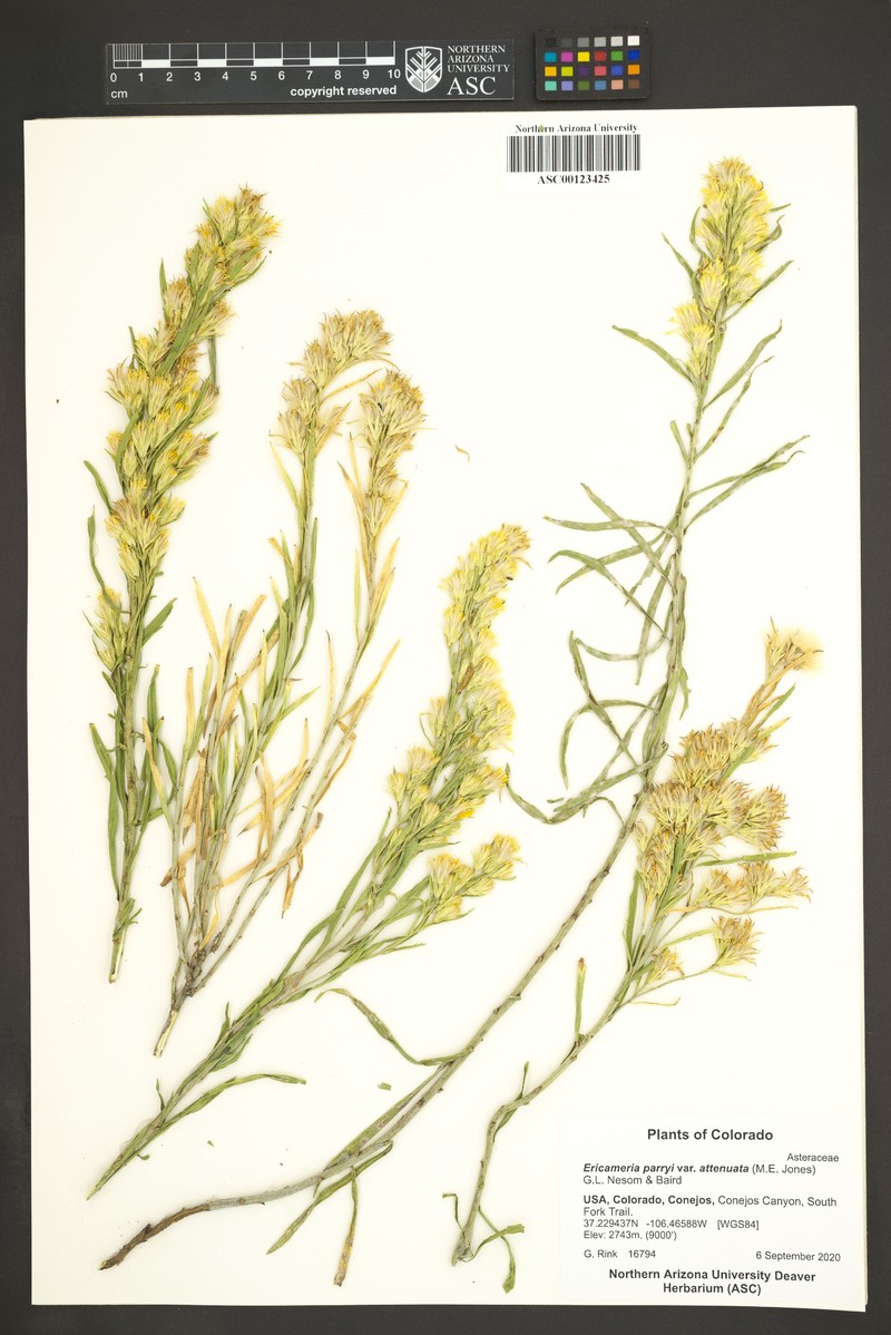 Ericameria parryi var. attenuata photo 5
