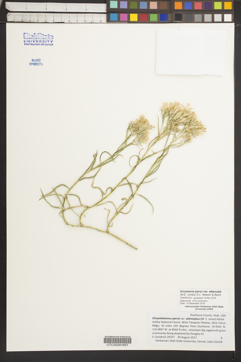 Ericameria parryi var. attenuata photo 6