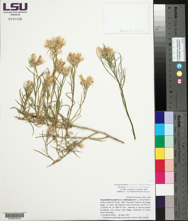 Ericameria parryi var. attenuata photo 7