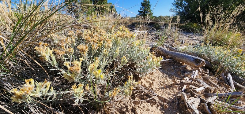 Ericameria parryi var. attenuata