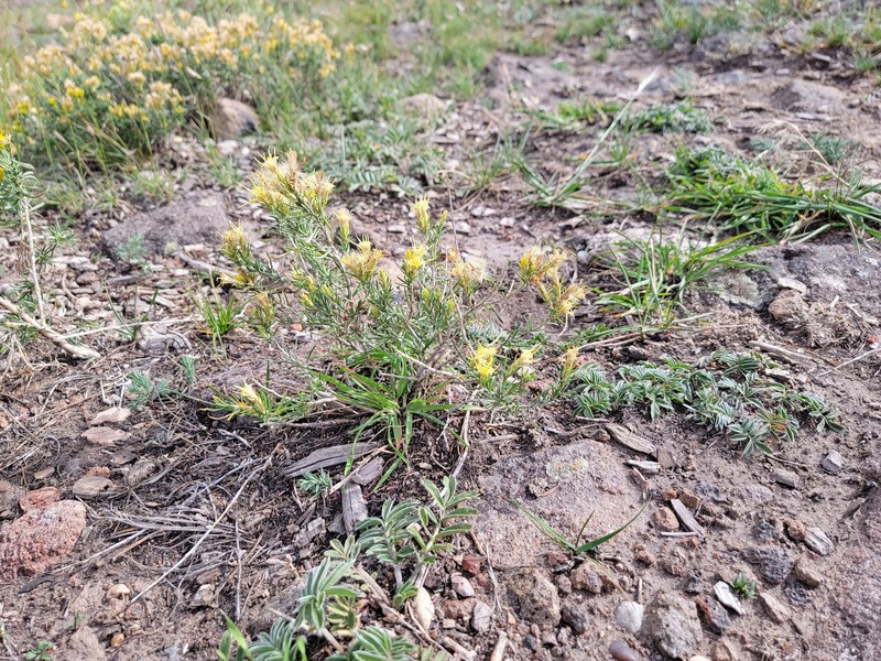 Ericameria parryi var. attenuata photo 2
