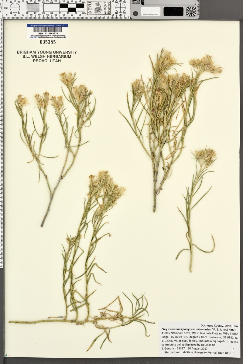 Ericameria parryi var. attenuata photo 4