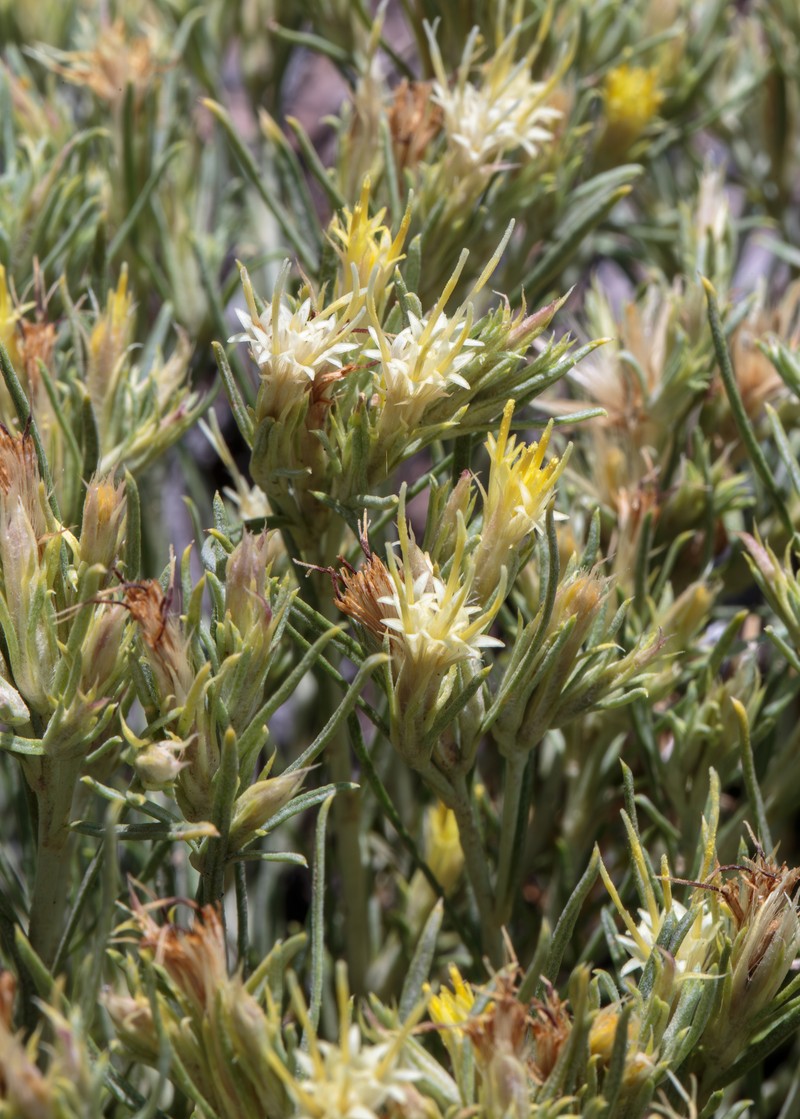 Ericameria parryi var. howardii photo 2