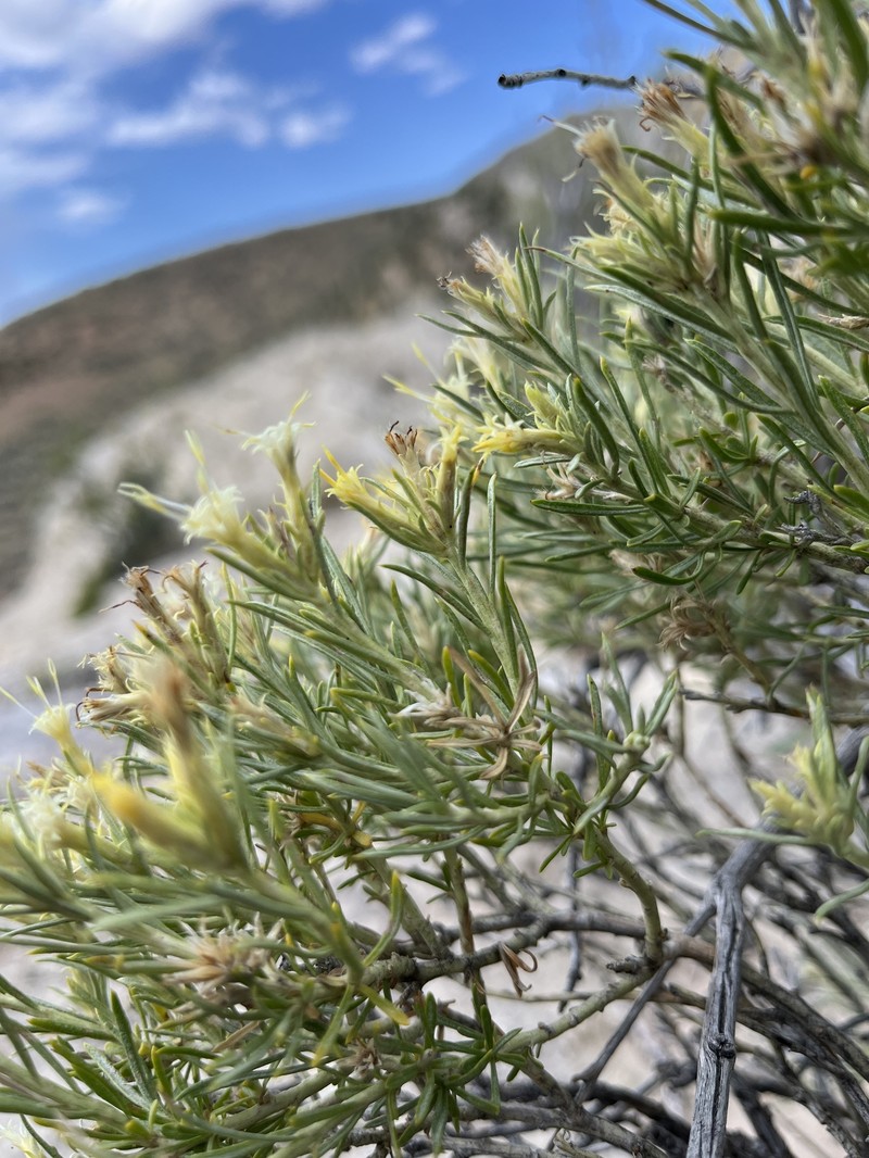Ericameria parryi var. howardii photo 3