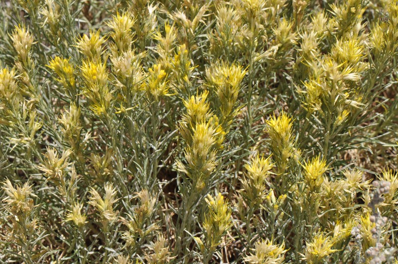 Ericameria parryi var. howardii photo 4