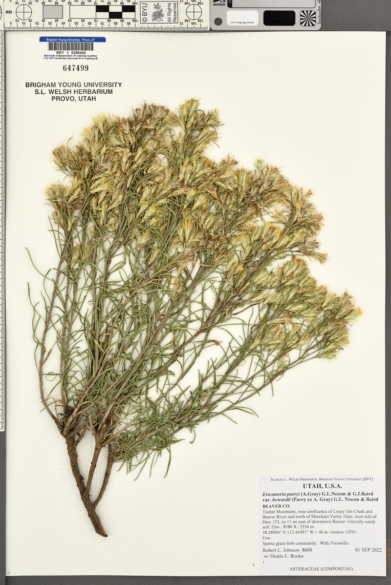 Ericameria parryi var. howardii photo 5