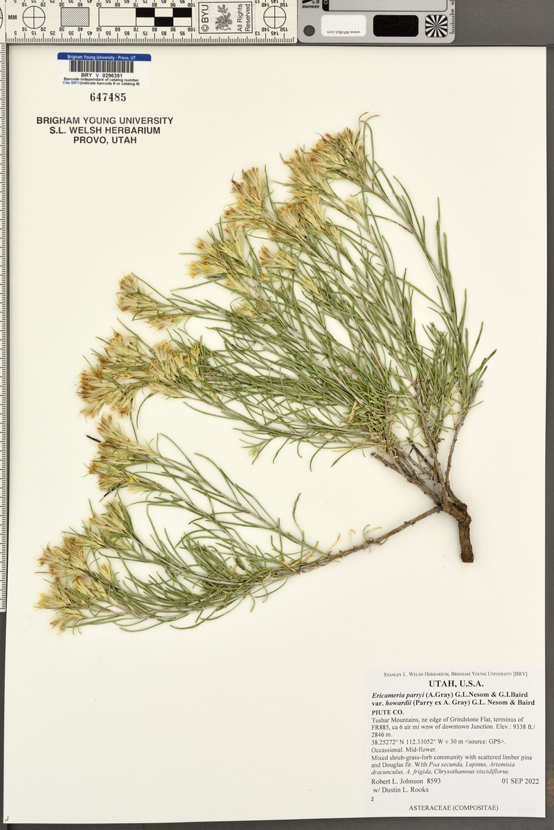 Ericameria parryi var. howardii photo 6