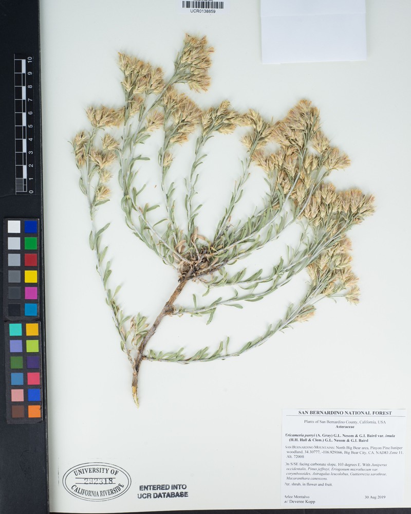Ericameria parryi var. imula photo 2