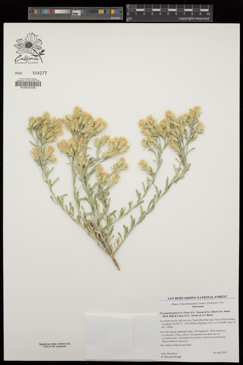 Ericameria parryi var. imula photo 3