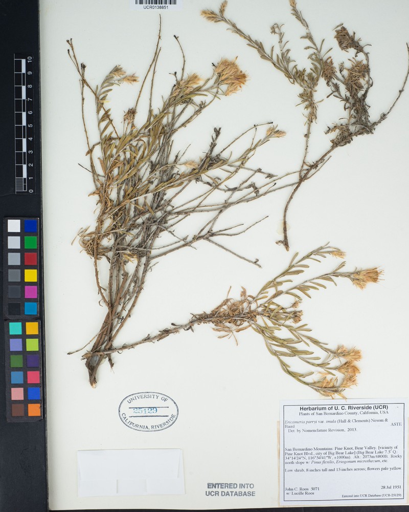 Ericameria parryi var. imula photo 4