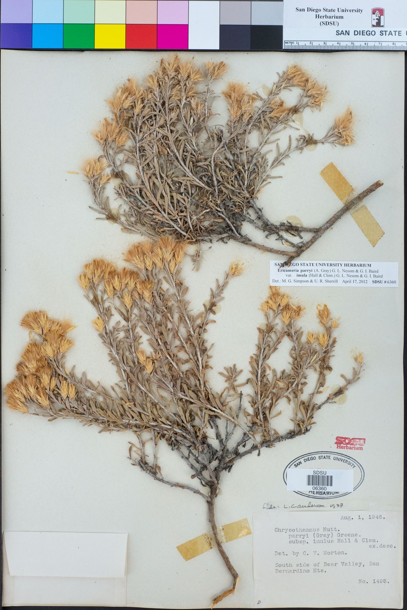 Ericameria parryi var. imula photo 5