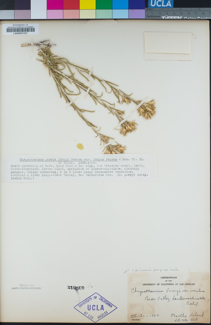 Ericameria parryi var. imula photo 6