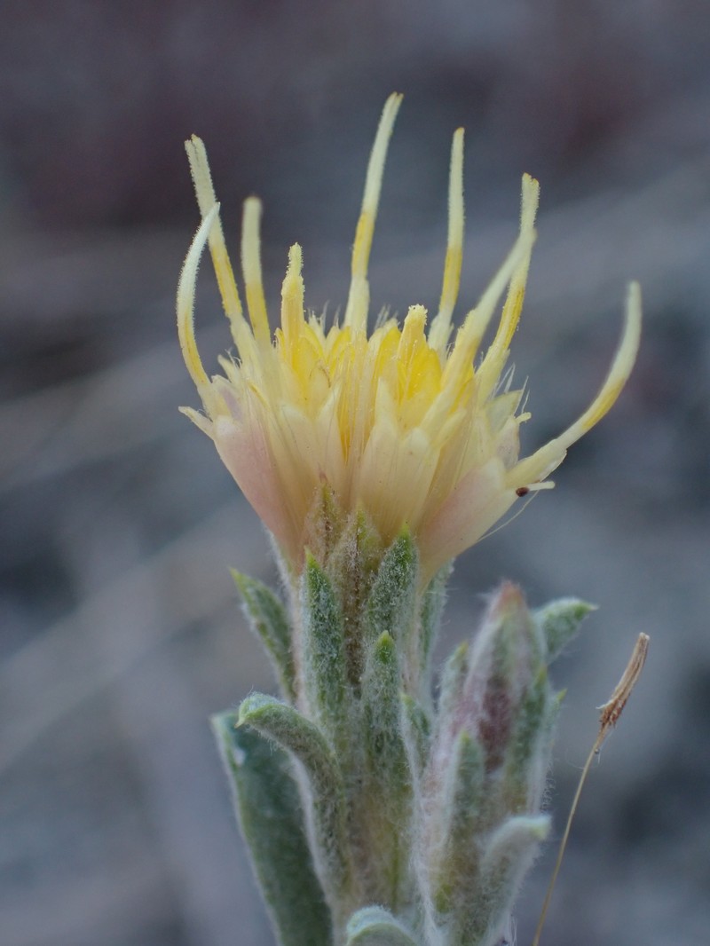 Ericameria parryi var. imula