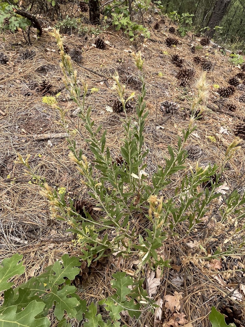 Ericameria parryi var. latior