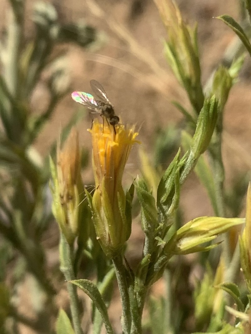 Ericameria parryi var. latior photo 2