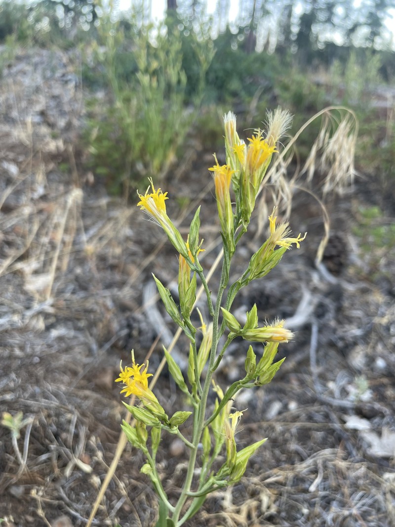 Ericameria parryi var. latior photo 3