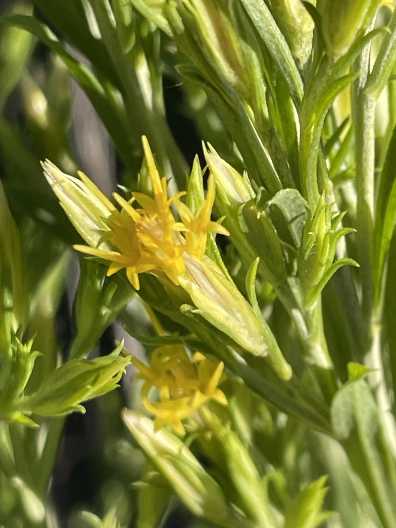 Ericameria parryi var. latior photo 4