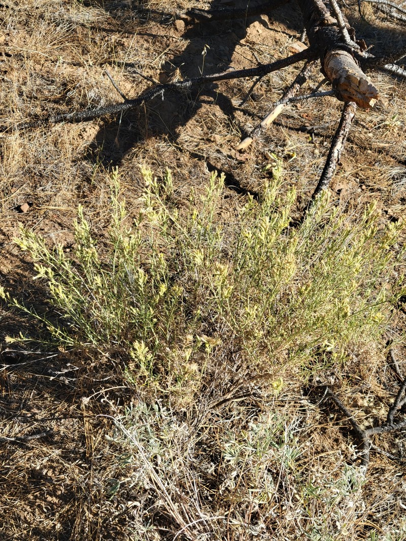 Ericameria parryi var. nevadensis