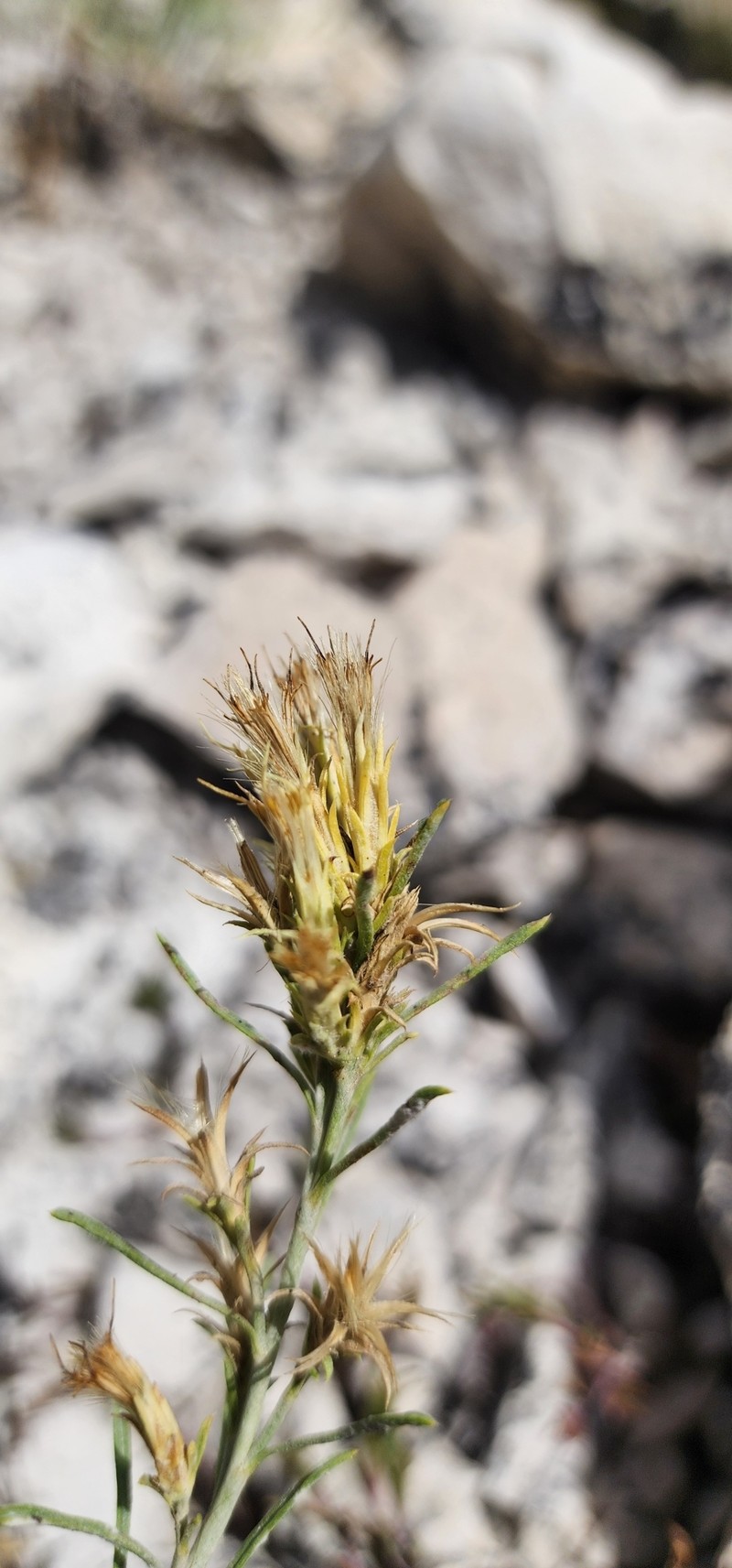 Ericameria parryi var. nevadensis photo 2