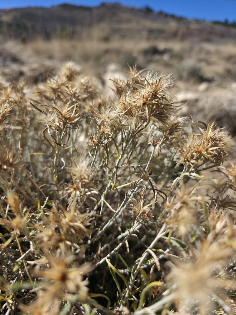 Ericameria parryi var. nevadensis photo 3
