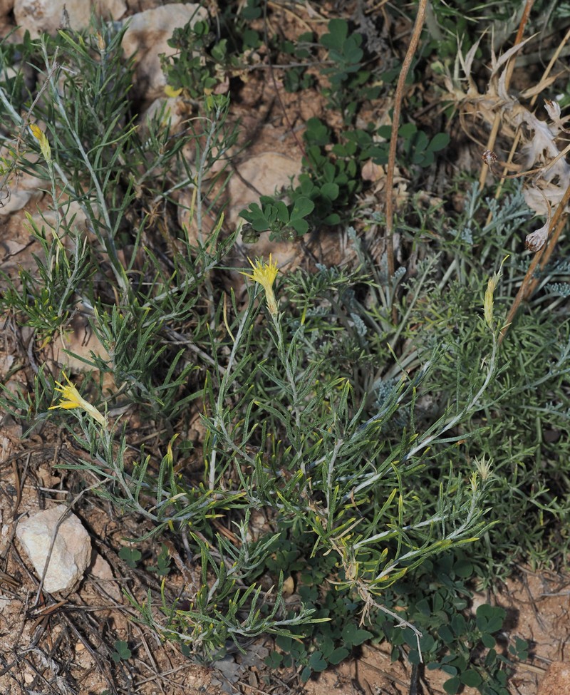 Ericameria parryi var. nevadensis photo 4