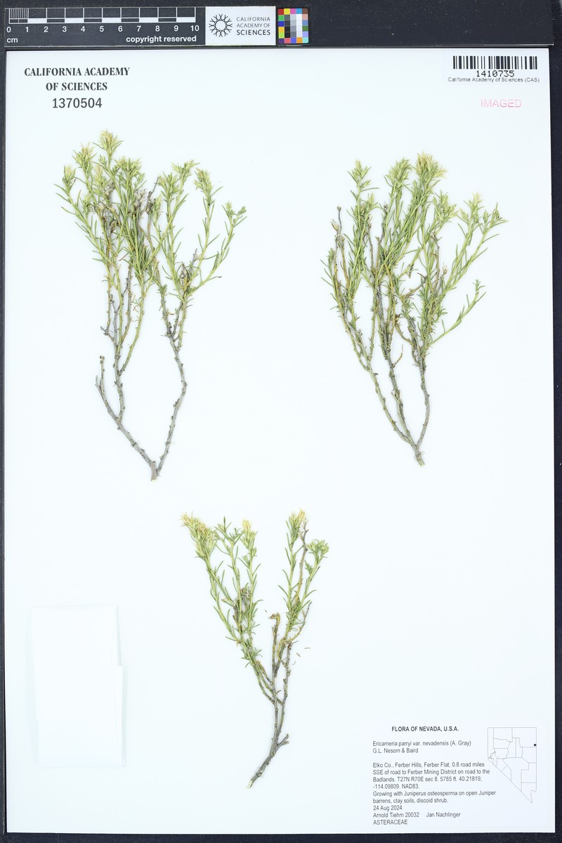 Ericameria parryi var. nevadensis photo 5