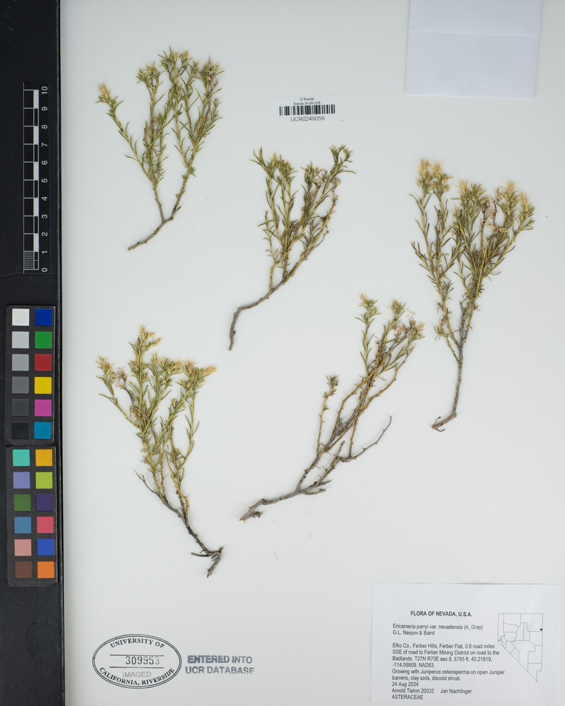 Ericameria parryi var. nevadensis photo 6