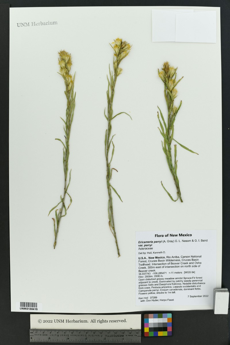 Ericameria parryi var. parryi photo 2