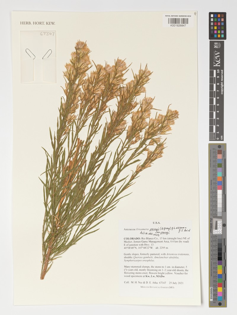Ericameria parryi var. parryi photo 3