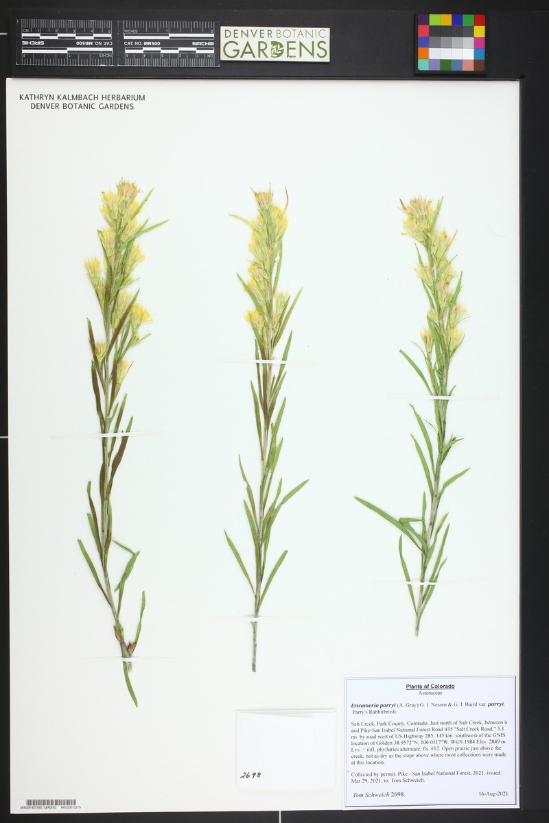 Ericameria parryi var. parryi photo 4