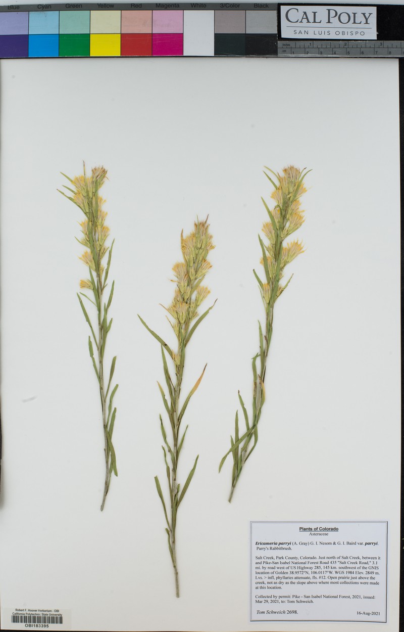 Ericameria parryi var. parryi photo 5