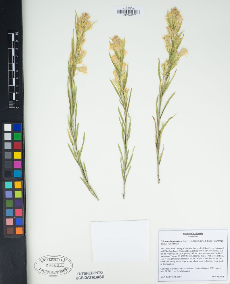 Ericameria parryi var. parryi photo 6