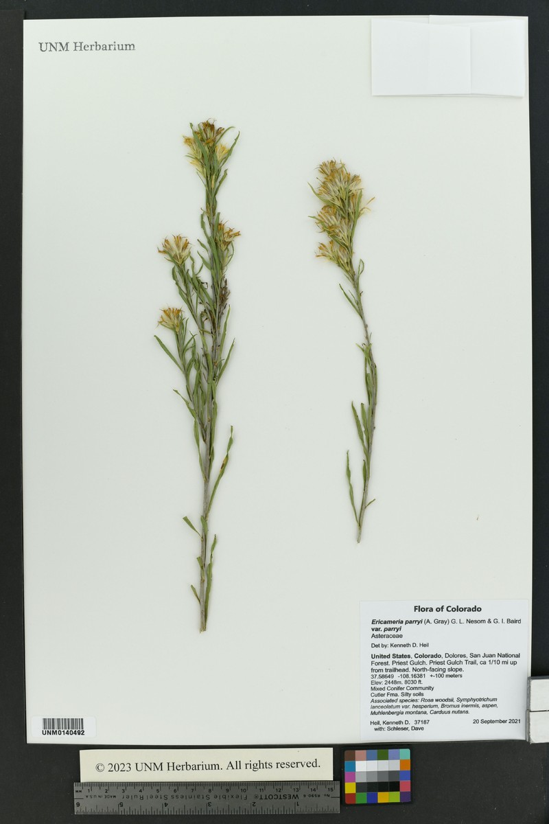 Ericameria parryi var. parryi photo 7