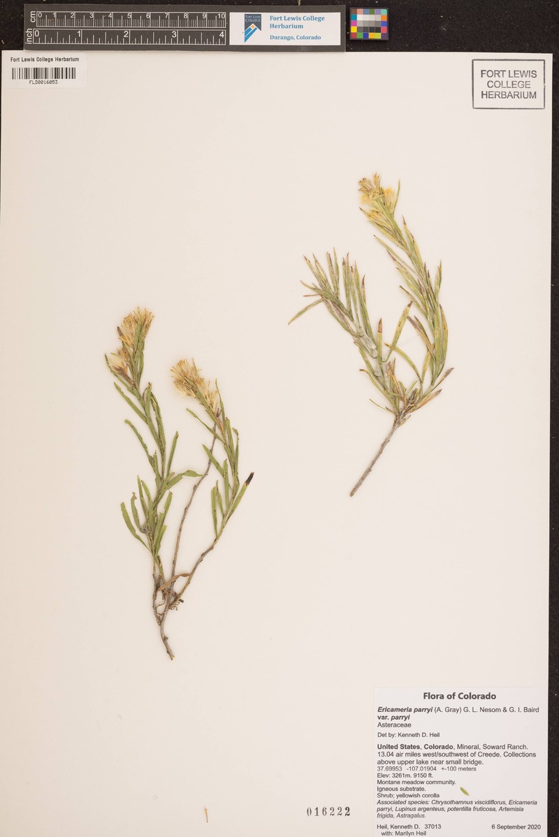 Ericameria parryi var. parryi photo 8