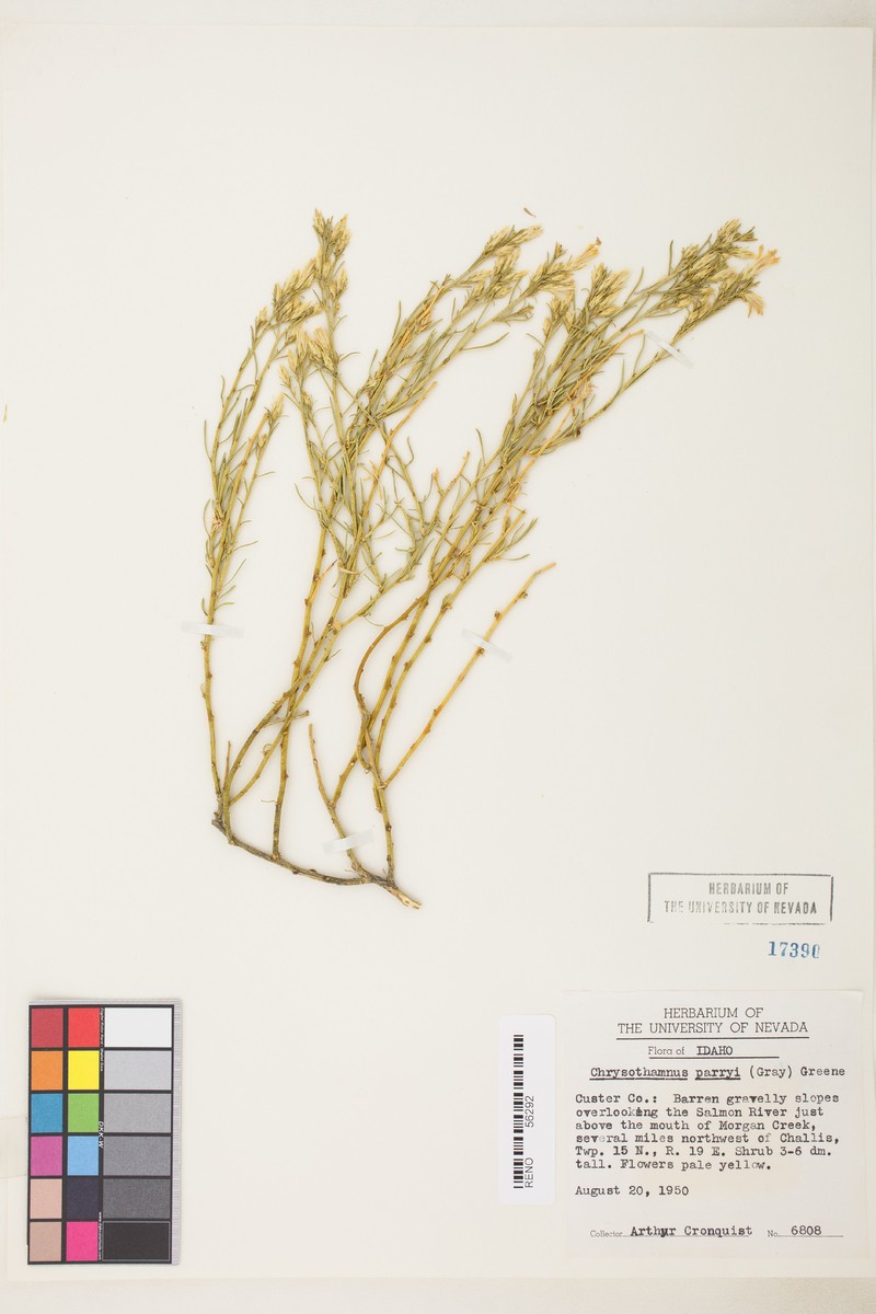 Ericameria parryi var. salmonensis