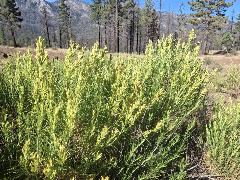 Ericameria parryi var. vulcanica photo 2