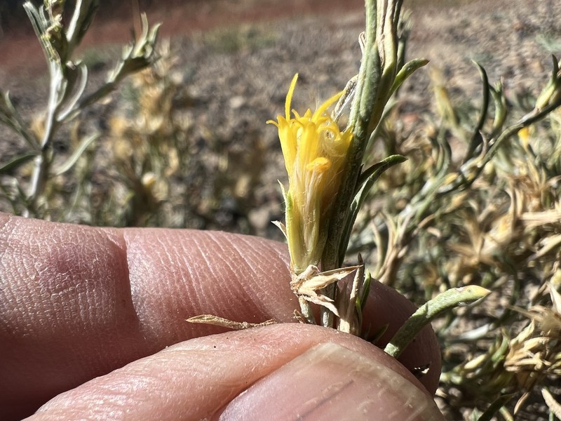 Ericameria parryi var. vulcanica photo 3
