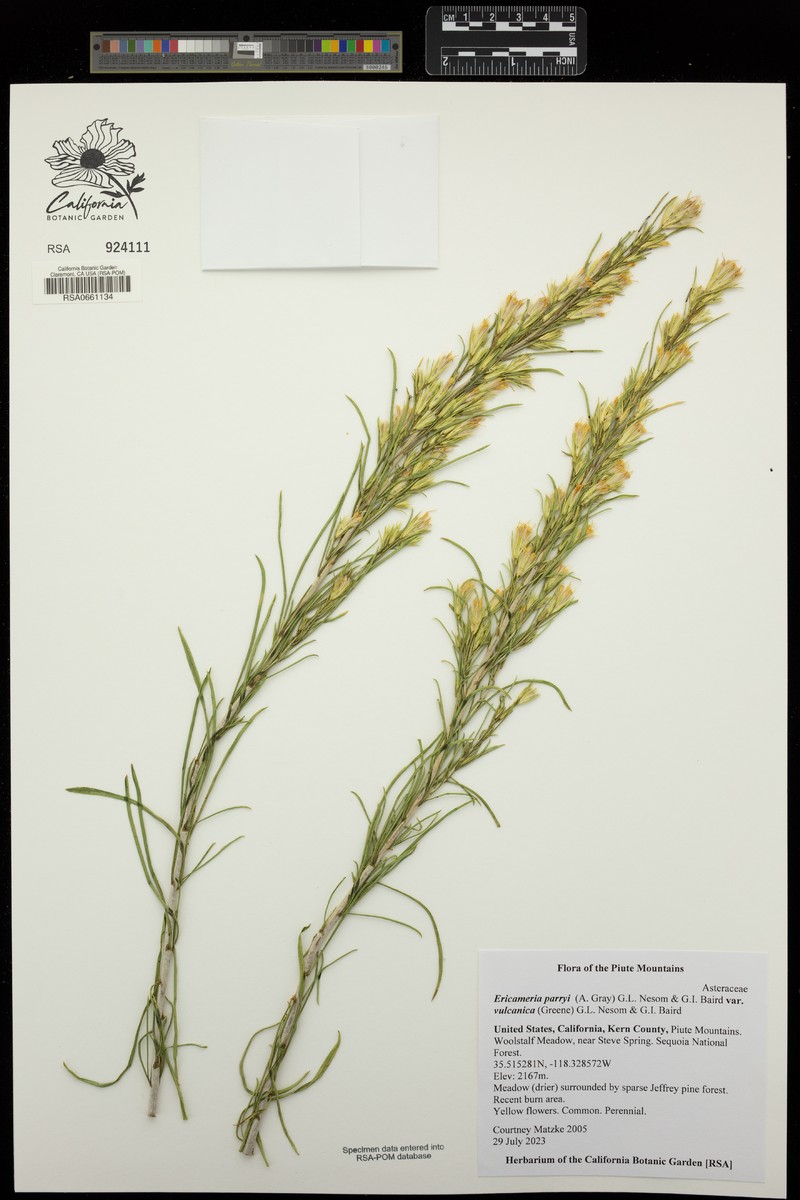 Ericameria parryi var. vulcanica photo 4