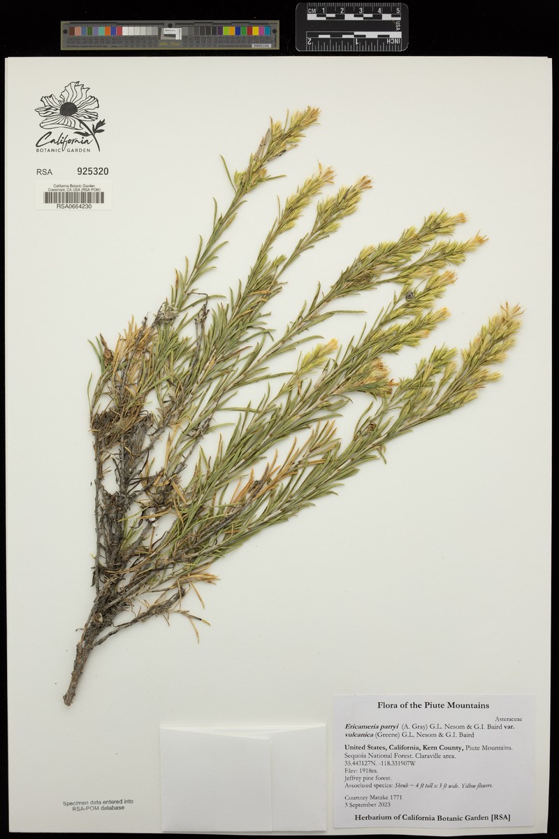 Ericameria parryi var. vulcanica photo 5