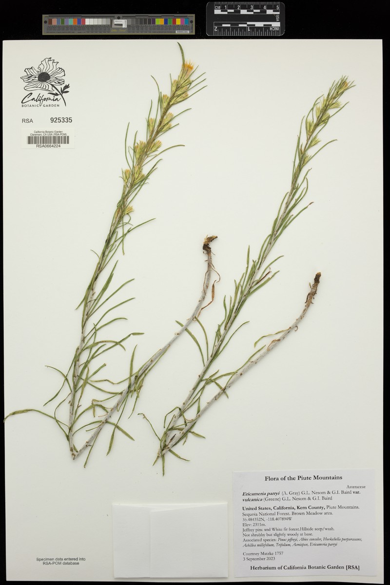 Ericameria parryi var. vulcanica photo 6