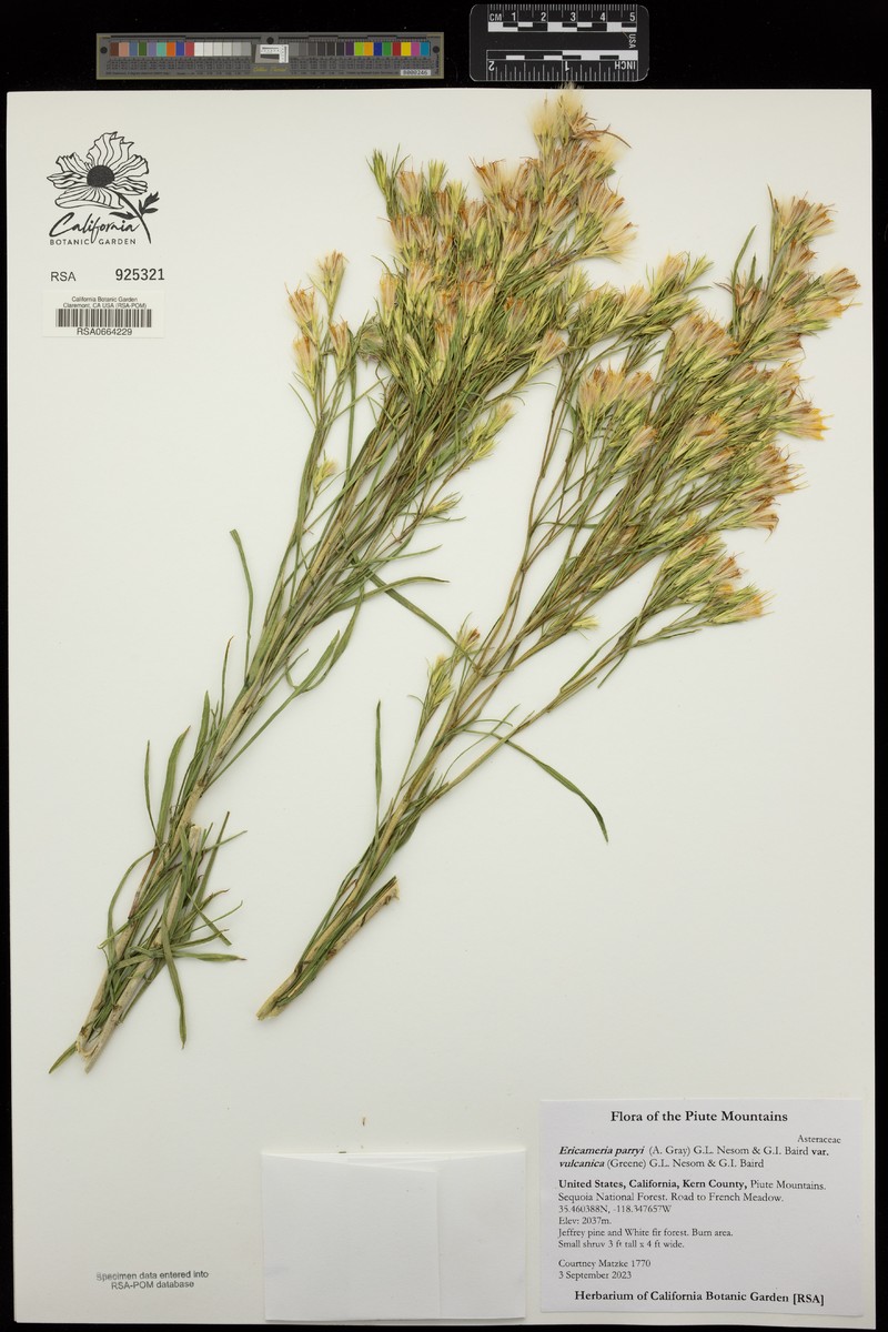 Ericameria parryi var. vulcanica photo 7