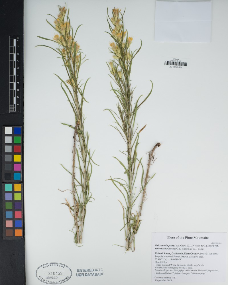Ericameria parryi var. vulcanica photo 8