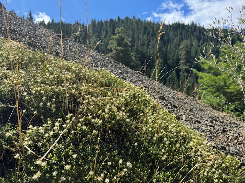Columbian Goldenbush